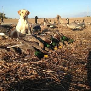 Meet your Posher, Landen